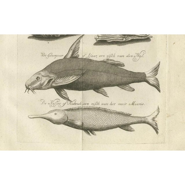 Embalmed Birds and Nile Fish Egyptian Natural Curiosities, 1776, Paper For Sale - Image 4 of 10