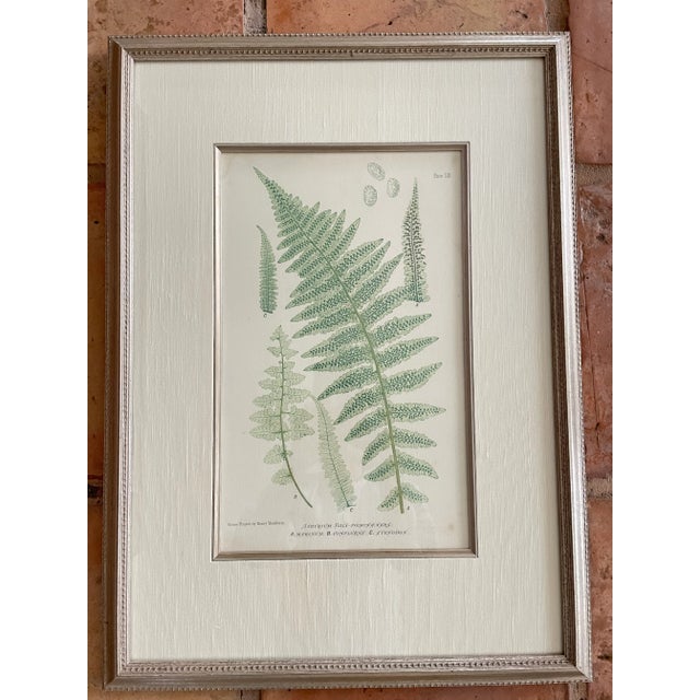 Vintage Henry Bradbury Nature Fern Print Framed For Sale - Image 9 of 9