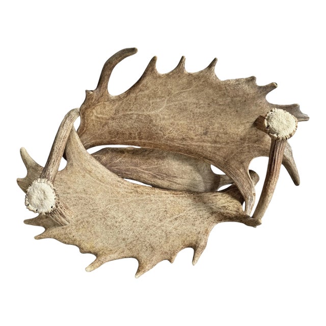 Swiss Black Forest Fallow Deer and Stag Antler Bowl For Sale