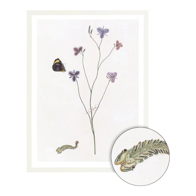Not Yet Made - Made To Order Celerie Kemble Curated Australian Botanical Set of 4 (36x48) in White Frame For Sale - Image 5 of 6