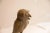 :: Vintage handmade African owl sculpture. Circa late mid 20th century, though possibly older, this piece has such...
