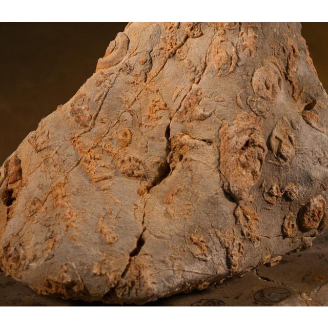 Contemporary Rock Large Sculpture in Jurassic Natural Rock by Nerinea For Sale - Image 3 of 11