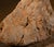 Contemporary Rock Large Sculpture in Jurassic Natural Rock by Nerinea For Sale - Image 3 of 11