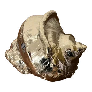 Italian Silvered Turbo Marmoratus or Turban Snail Sea Shell Specimen