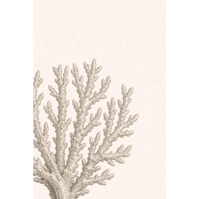 Paper Branching Coral Study, Minimal Coastal Botanical Art Print, 24" × 36" For Sale - Image 7 of 10