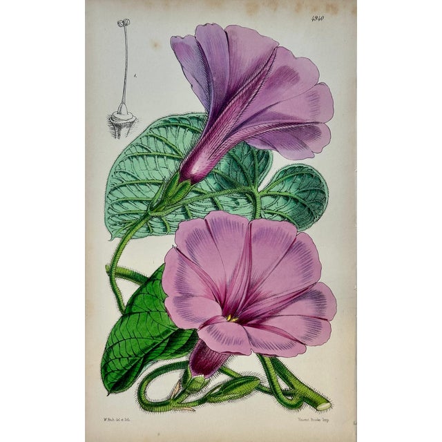 Early 19th Century Original Botanical Engravings by William Curtis, 1816 (Set of 4) For Sale - Image 5 of 6
