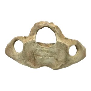 Very Large Antique Whale Vertebrae #11