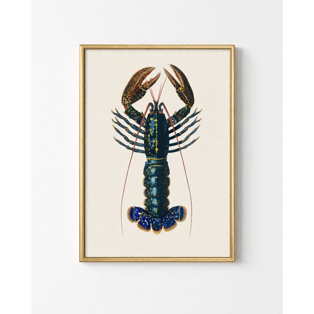 Vintage natural history artwork featuring a crimson lobster with intricate detailing and rich hand-colored tones. The...