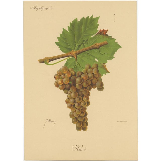 Set of three original antique chromolithographs of various green / white grape varieties titled 'Hans - Pedro Ximenes -...