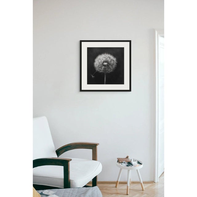 'Dandelion' #3 - Black and White Photography Print after an Original Monochrome Mezzotint. Limited Edition Print by Diane...
