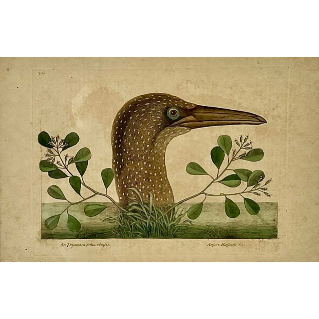 18th Century Framed Engravings by Mark Catesby, Set of Four Birds For Sale - Image 4 of 12