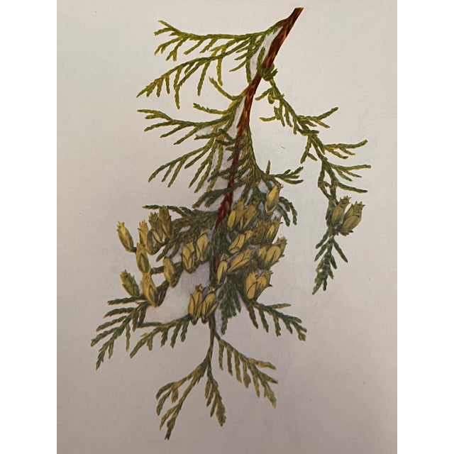 1960s Framed Vintage Botanicals Set of 2 -Authentic 1963 Prints For Sale - Image 5 of 6