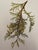 1960s Framed Vintage Botanicals Set of 2 -Authentic 1963 Prints For Sale - Image 5 of 6