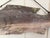 Early 20th Century New England Folk Art Hand-Carved Wooden Fish Trade Sign For Sale In South Bend - Image 6 of 12