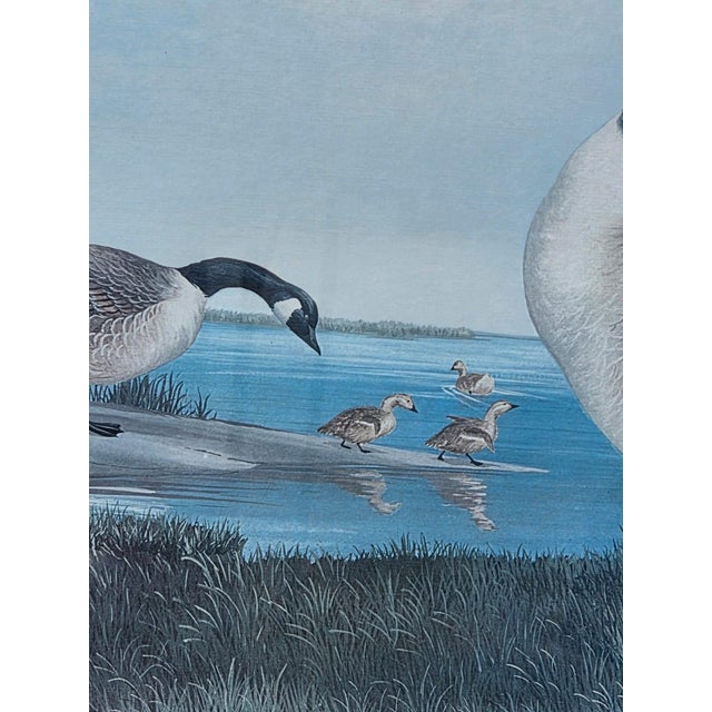 19th Century Beautiful Decorative Painting of Goose Family/ Wood Frame and Glass Cover. For Sale - Image 11 of 14