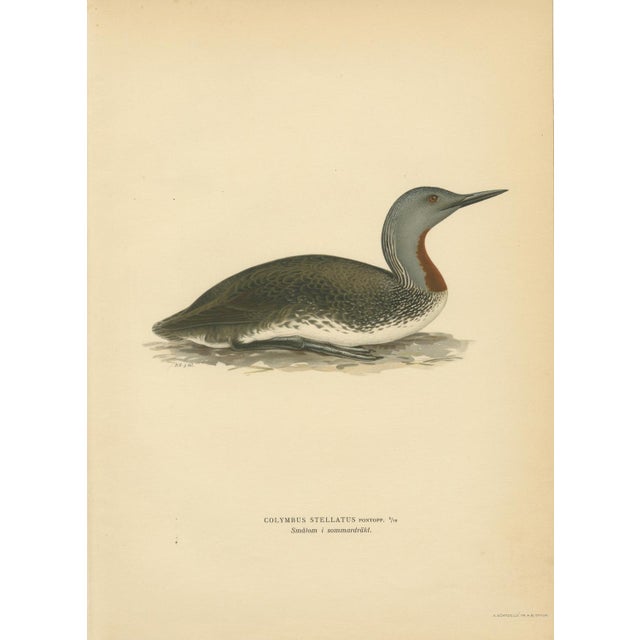 1920s Antique Loon Bird Lithographs with Arctic Loon & Red-Throated Loon, 1929, Set of 3 For Sale - Image 5 of 10