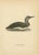 1920s Antique Loon Bird Lithographs with Arctic Loon & Red-Throated Loon, 1929, Set of 3 For Sale - Image 5 of 10