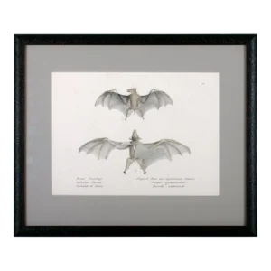 1836 Schinz & Brodtmann Flying Fox Bat Lithograph