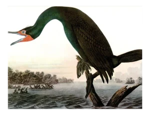 Audubon 16, Unframed Artwork