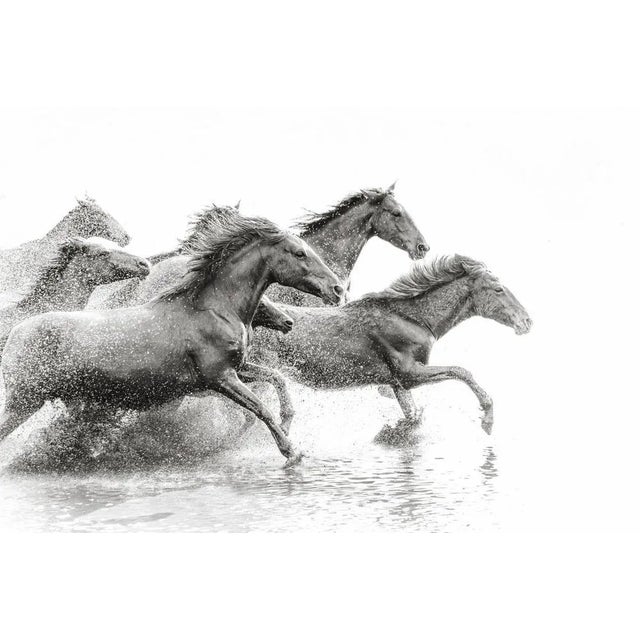 Tunart, Herd of Wild Horses Running in Water, Photographic Paper, in Flawless conditions. Designed from 2000 This piece...