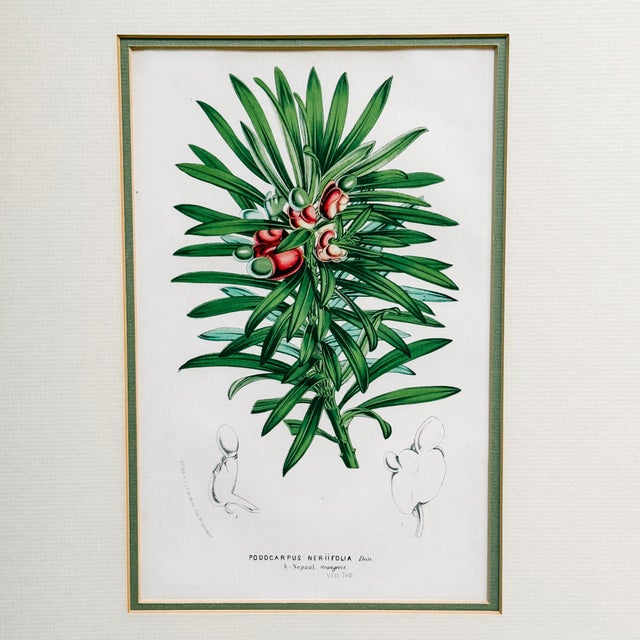 Wood Trio of 19th Century Framed Louis Van Houtte Botanical Chromolithographs For Sale - Image 7 of 8