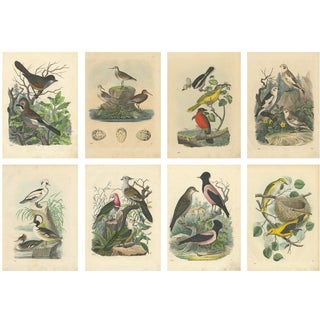 Martinet, Birds, 1800s, Hand-Colored Prints, Set of 8 For Sale