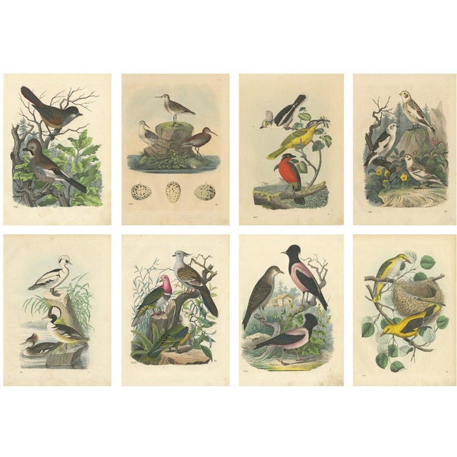 Martinet, Birds, 1800s, Hand-Colored Prints, Set of 8 For Sale
