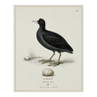 William Lewin 1789 Waterbirds Fine Art Gallery Board Print - The Coot For Sale