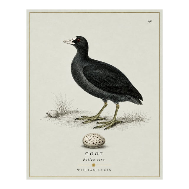 William Lewin 1789 Waterbirds Fine Art Gallery Board Print - The Coot For Sale