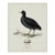 William Lewin 1789 Waterbirds Fine Art Gallery Board Print - The Coot For Sale