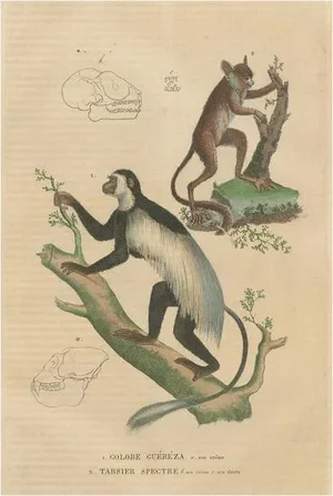 The Eastern Black-and-White Colobus and Tarsier, 1845, Paper