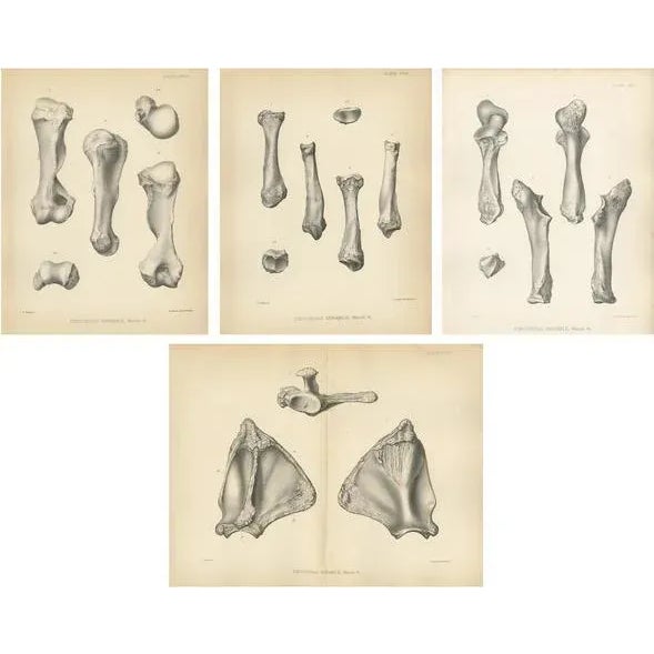 Marsh, Paleontology Illustrations of a Dinoceras Mirabile, 1886, Prints, Set of 4 For Sale - Image 6 of 6