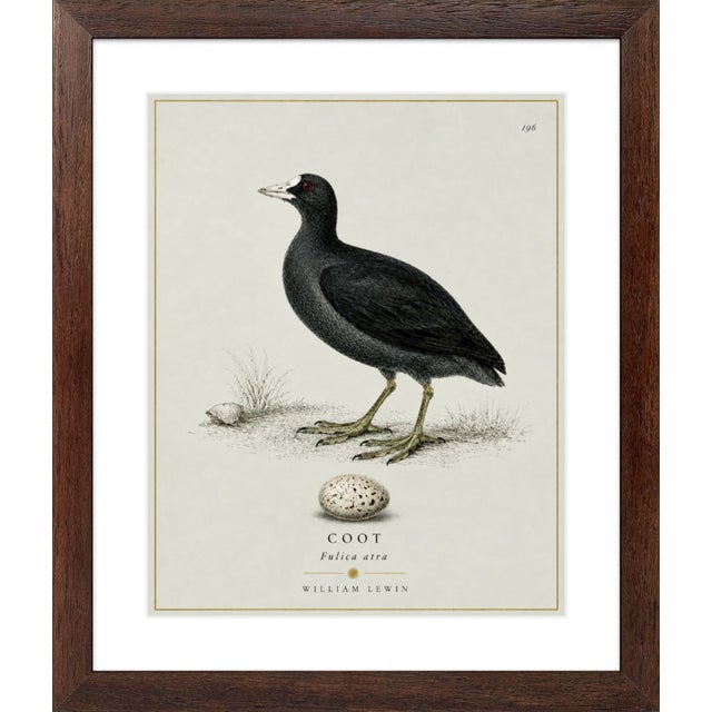 Robin's Egg Blue William Lewin 1789 Waterbirds Fine Art Gallery Board Print - The Coot For Sale - Image 8 of 12
