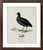 Robin's Egg Blue William Lewin 1789 Waterbirds Fine Art Gallery Board Print - The Coot For Sale - Image 8 of 12