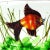 Beautiful vintage Murano hand blown red-orange and silver flecks Italian art glass fish aquarium sculpture block....