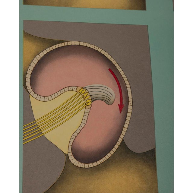 Vintage School Poster Hearing and Balance from Lehrmittelverlag Wilhelm Hagemann, 1970s For Sale - Image 9 of 10