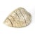 French Vintage French Ceramic Clam Sculpture For Sale - Image 3 of 12