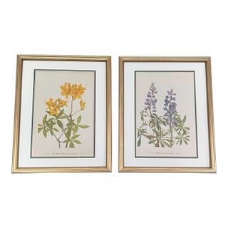 Vintage Botanical Prints -Framed Set of 2 - Authentic 1964 Prints For Sale