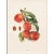 1900s U. P. Hedrick, Original Antique Photogravure of Triumph Peaches For Sale