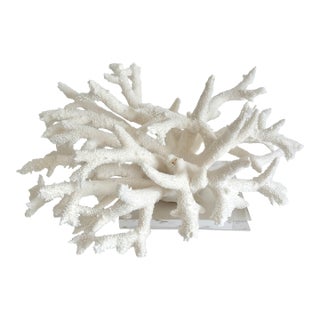 Staghorn Coral on Acrylic Base For Sale