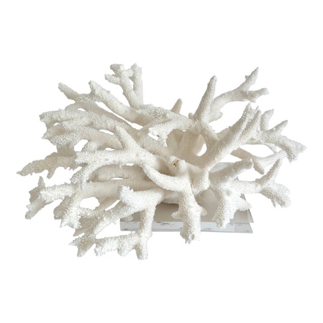 Staghorn Coral on Acrylic Base For Sale