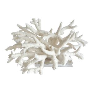 Staghorn Coral on Acrylic Base