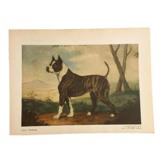 1948 Book Plate Print of a Bull Terrier Dog For Sale
