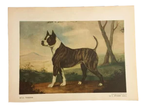 1948 Book Plate Print of a Bull Terrier Dog