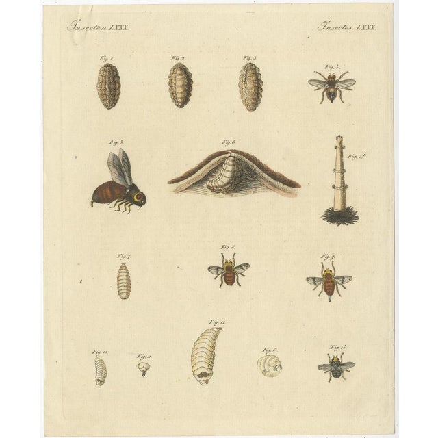 Bertuch, Illustrations of Various Insects Including Wasps and Flies, Prints, Set of 3 For Sale - Image 5 of 6