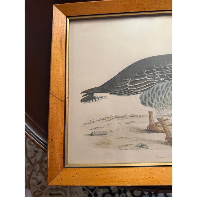 Antique Beverly Morris Original Bean Goose & Grey Lag Goose Framed Prints c.1855 - Set of 2 For Sale - Image 11 of 15