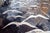 After Michela Marchiotti, Landscape with Seagulls, 20th Century, Oil Painting on Canvas, Framed For Sale - Image 7 of 13