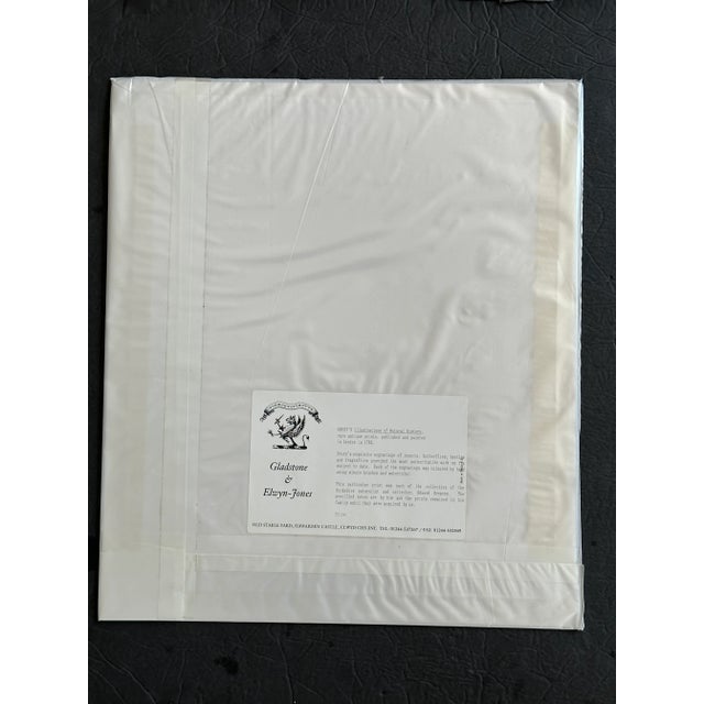 Antique Natural History Moth Art Print For Sale - Image 4 of 11