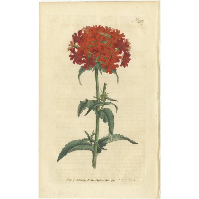Set of 3 antique botany prints. It shows the Scarlet Lychnis, Catesby's Lily and Narrow-Leaved Cyrtanthus. These prints...