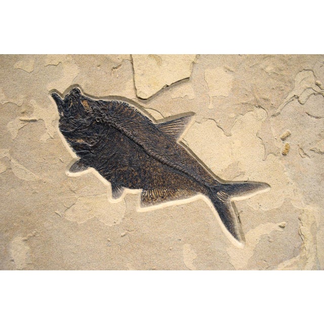 15th Century & Earlier Fossil Fish Mural 9005gm For Sale - Image 5 of 5